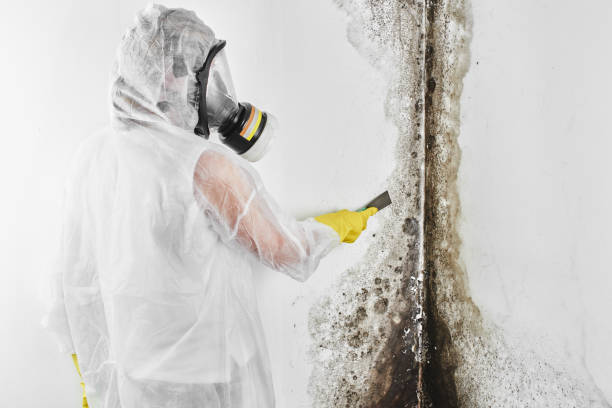 Best Mold Damage Repair  in Falfurrias, TX