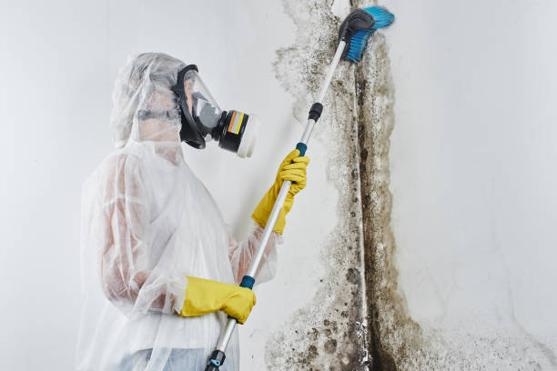 Best Mold Testing  in Falfurrias, TX