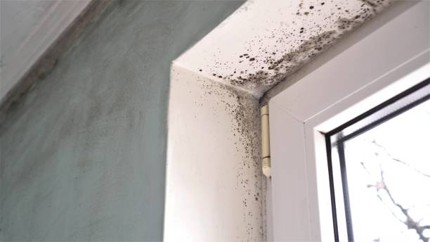 Best Attic Mold Removal  in Falfurrias, TX