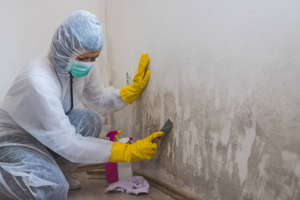 Best Mold Damage Repair  in Falfurrias, TX