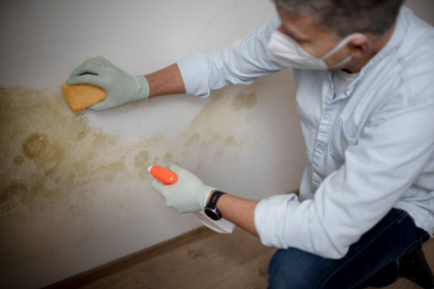 Best Office Mold Removal Services  in Falfurrias, TX