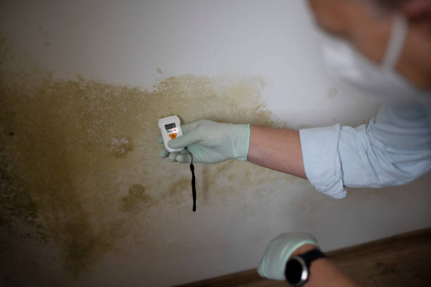 Best Residential Mold Removal  in Falfurrias, TX