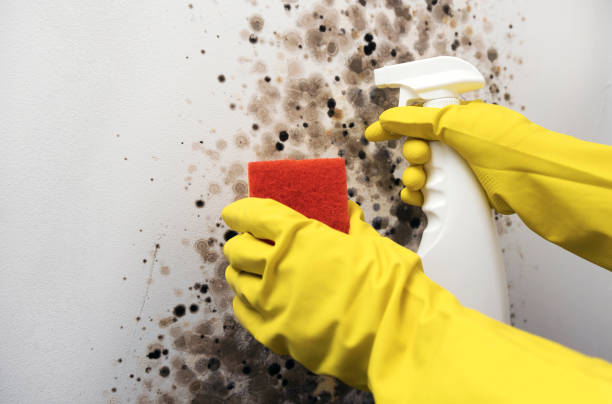 Best Office Mold Removal Services  in Falfurrias, TX