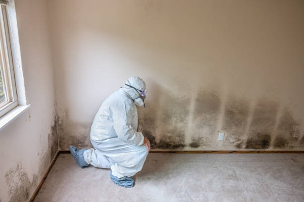 Reliable Falfurrias, TX Mold Removal Solutions