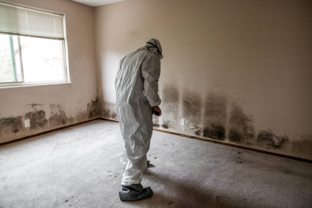 Best Toxic Mold Removal  in Falfurrias, TX