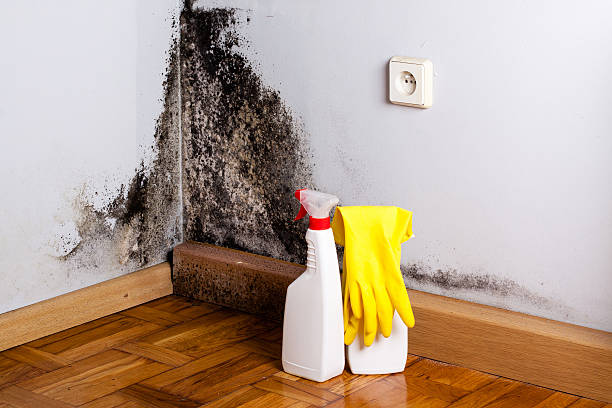 Best Home Mold Removal  in Falfurrias, TX