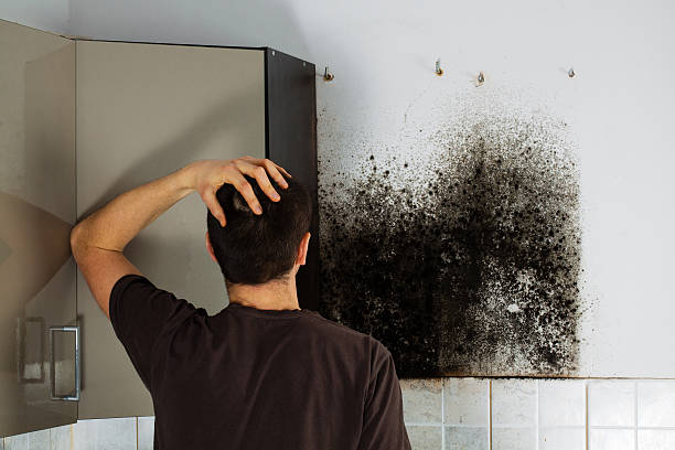 Best Best Mold Removal Companies  in Falfurrias, TX