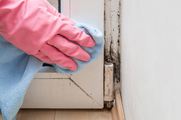 Best Professional Mold Removal  in Falfurrias, TX